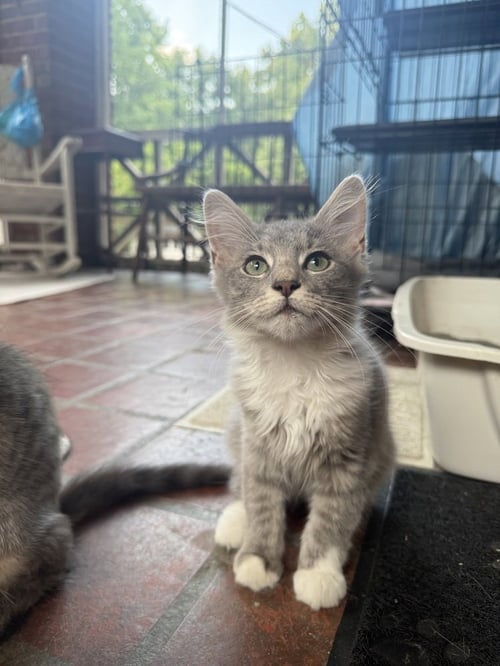 VON - Domestic Short Hair available for adoption