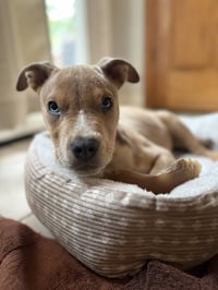 Milo - Photo 2