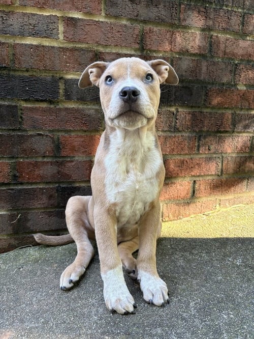 MILO - Boxer available for adoption