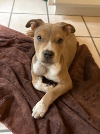 Milo - Photo 3