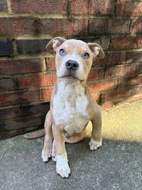 Milo - Photo 4