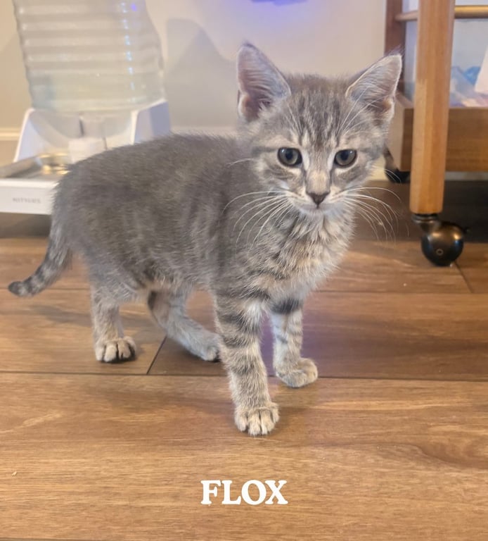 Flox Image