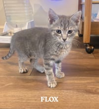 Flox - Photo 1