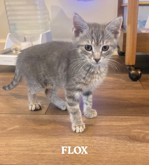 FLOX - Domestic Medium Hair available for adoption