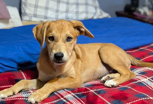 DORITO - Labrador Retriever available for adoption