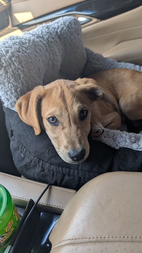 DORITO - Labrador Retriever available for adoption