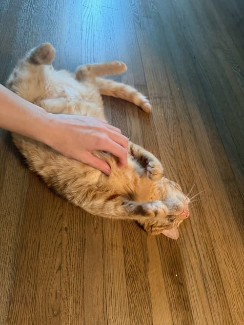 BUTTERBALL - Domestic Short Hair available for adoption