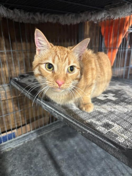 BUTTERBALL - Domestic Short Hair available for adoption