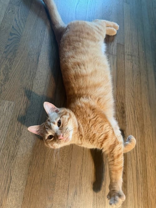 BUTTERBALL - Domestic Short Hair available for adoption
