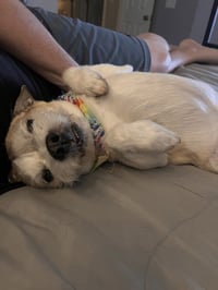 Buster - Photo 4