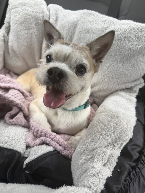 BUSTER - Rat Terrier available for adoption