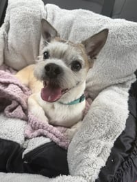 Buster - Photo 1