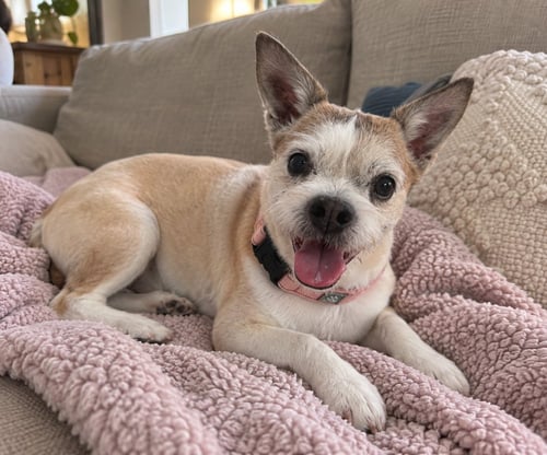 BUSTER - Rat Terrier available for adoption
