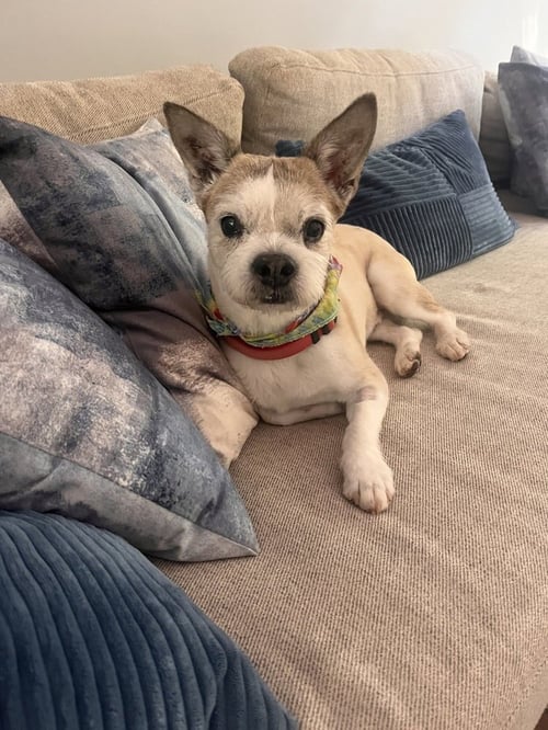 BUSTER - Rat Terrier available for adoption