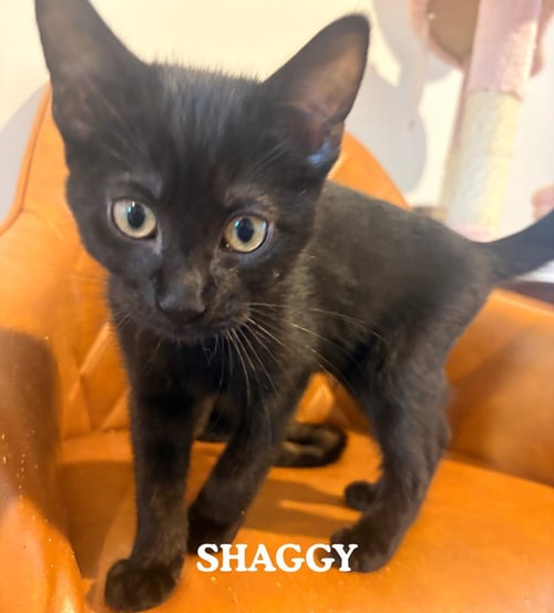 SHAGGY - Domestic Medium Hair available for adoption