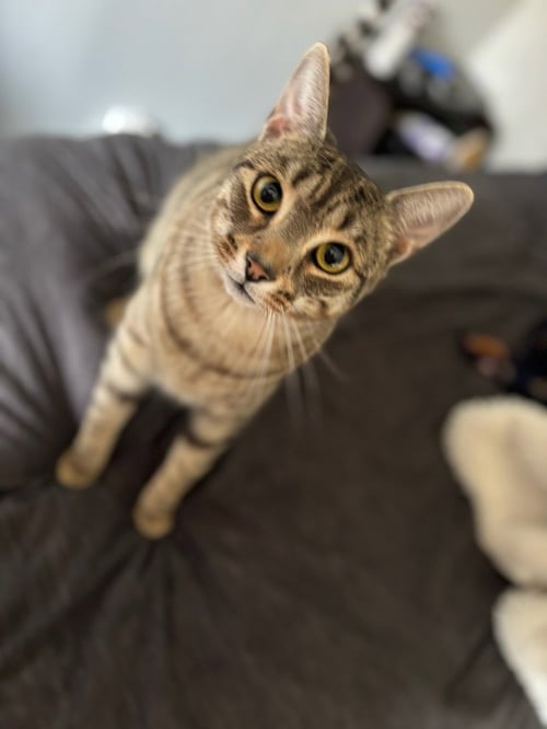 CODY - Domestic Short Hair available for adoption
