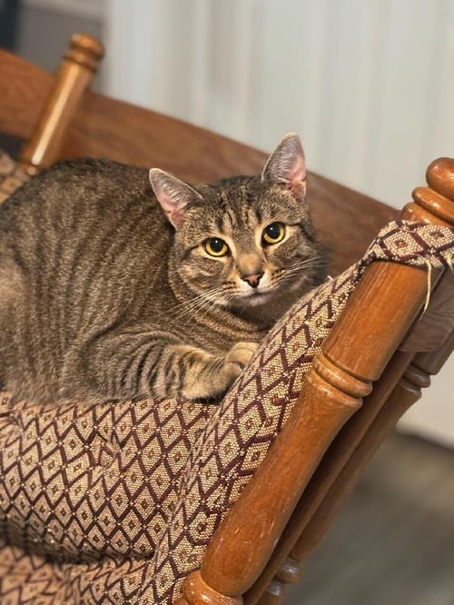 CODY - Domestic Short Hair available for adoption