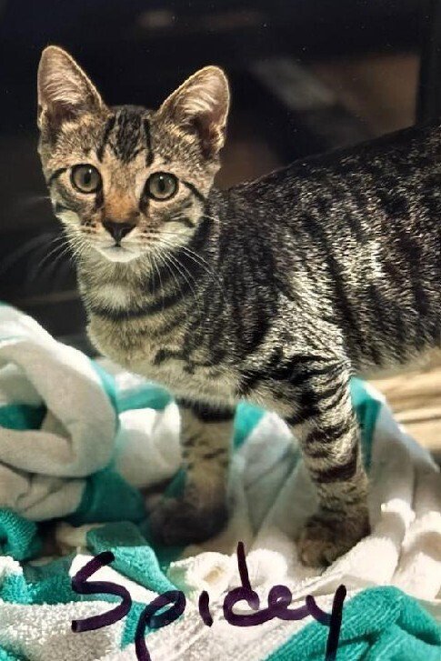 SPIDEY - Domestic Short Hair available for adoption