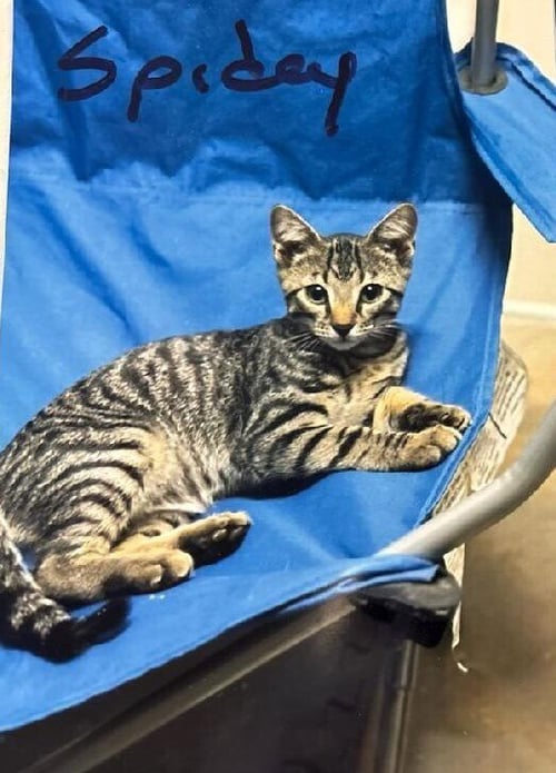 SPIDEY - Domestic Short Hair available for adoption