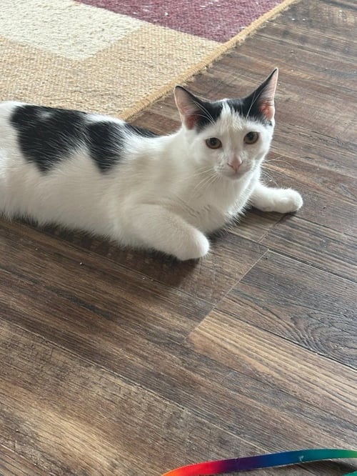 PIGTAIL - Domestic Short Hair available for adoption