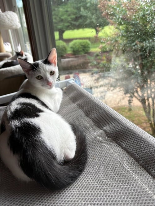 PIGTAIL - Domestic Short Hair available for adoption