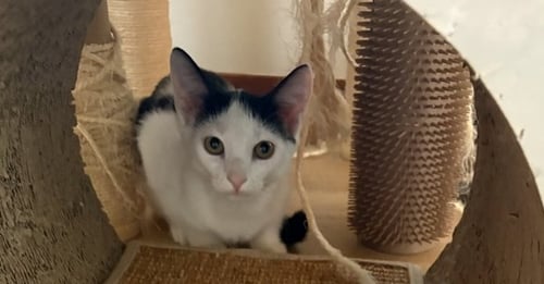 PIGTAIL - Domestic Short Hair available for adoption