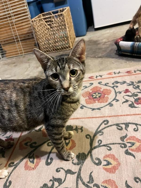 SANDY - Domestic Short Hair available for adoption