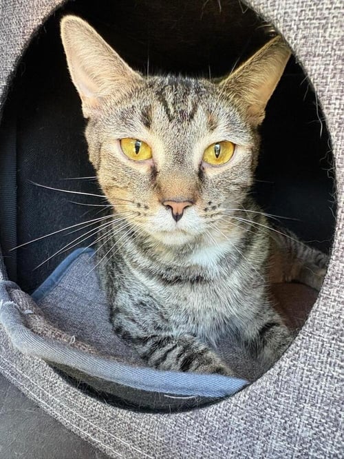 SANDY - Domestic Short Hair available for adoption