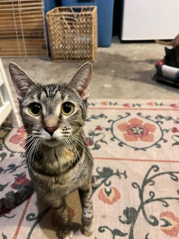 SANDY - Domestic Short Hair available for adoption