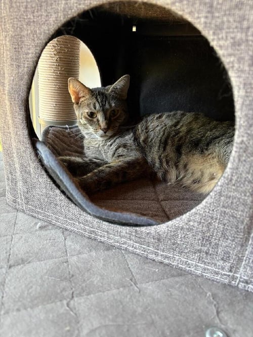SANDY - Domestic Short Hair available for adoption