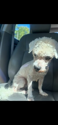 Otis - Photo 3