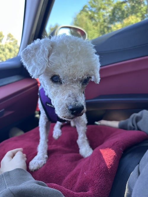 OTIS - Maltese available for adoption