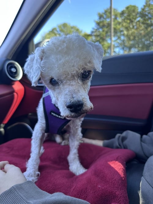 OTIS - Maltese available for adoption