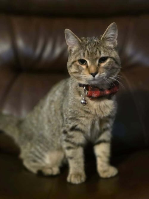 MAIZE - Domestic Short Hair available for adoption