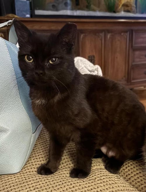 DOLLY - Domestic Short Hair available for adoption