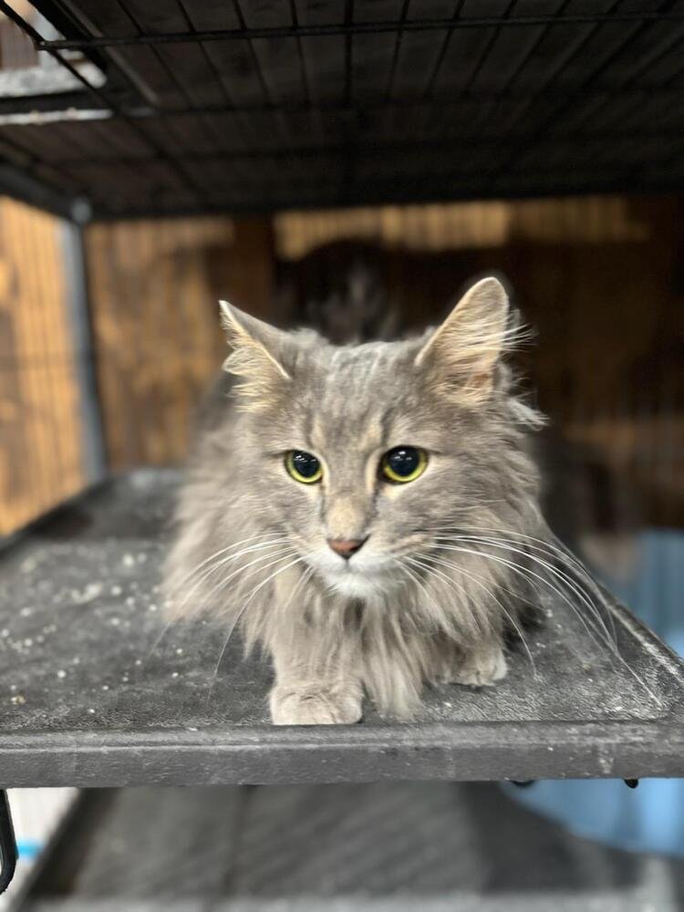 GRAYSON - Domestic Long Hair available for adoption