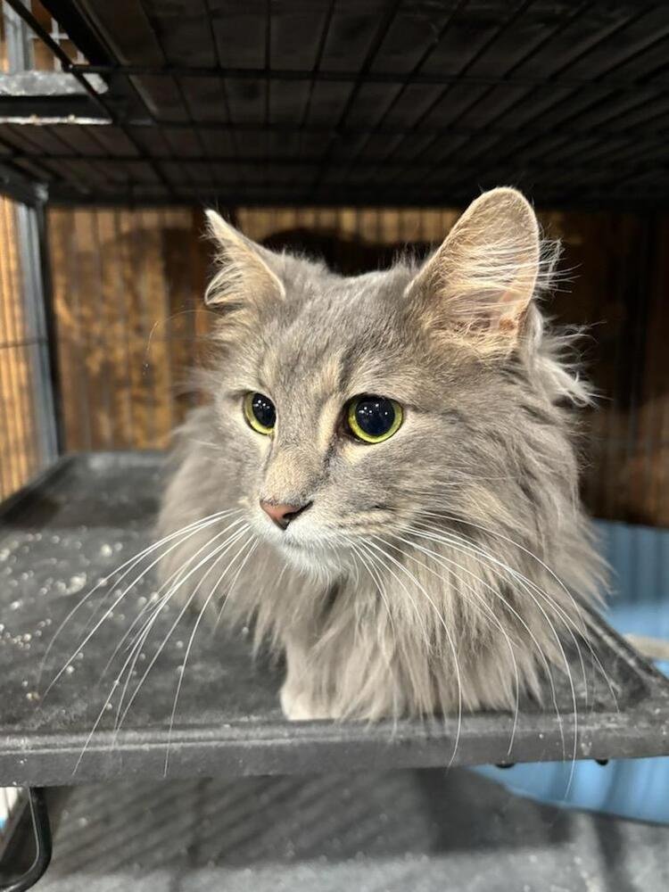 GRAYSON - Domestic Long Hair available for adoption