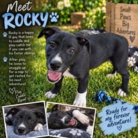 Rocky - Photo 4