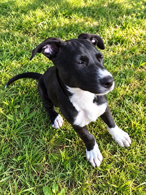 ROCKY - Terrier available for adoption
