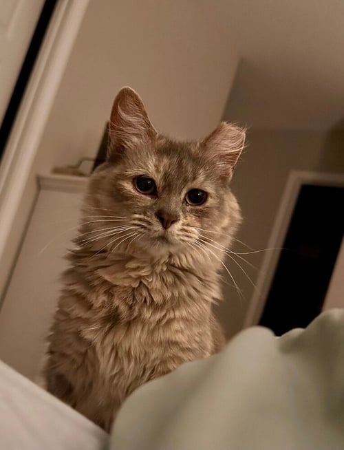 TATELYNN - Domestic Long Hair available for adoption