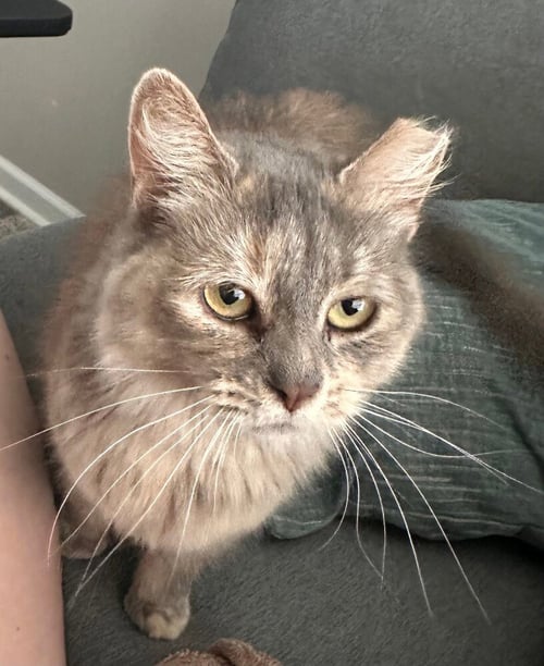 TATELYNN - Domestic Long Hair available for adoption