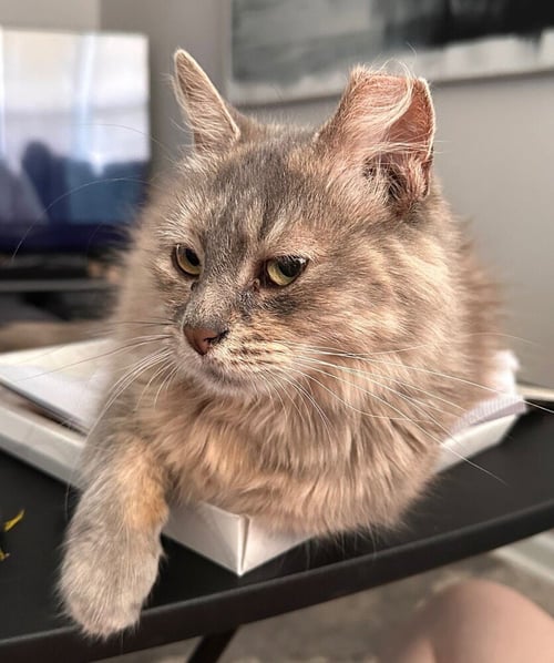 TATELYNN - Domestic Long Hair available for adoption