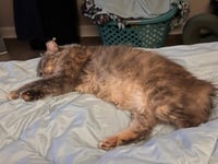Tatelynn - Photo 4