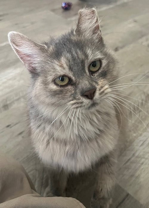 TATELYNN - Domestic Long Hair available for adoption