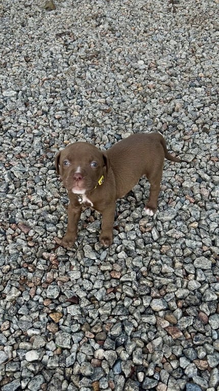 Chance Clay (Brownie) Image