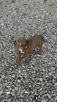 Chance Clay (Brownie) - Photo 1