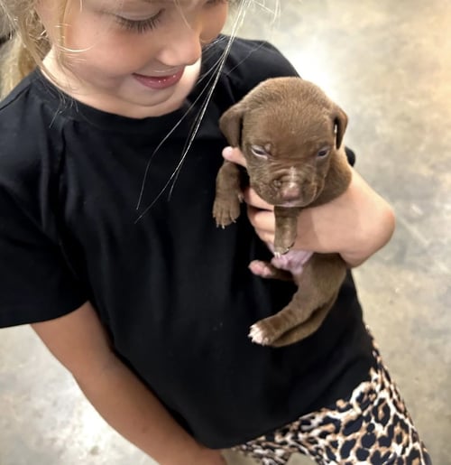 CHANCE CLAY (BROWNIE) - Terrier available for adoption