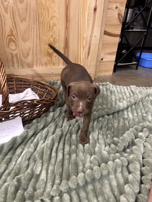 CHANCE CLAY (BROWNIE) - Terrier available for adoption