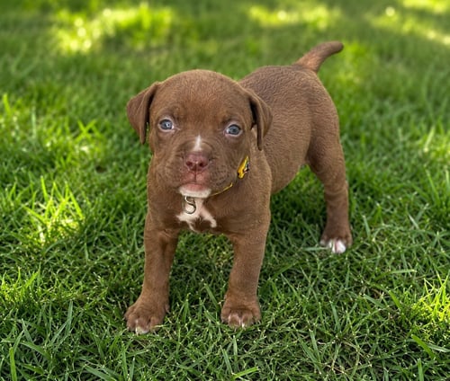 CHANCE CLAY (BROWNIE) - Terrier available for adoption