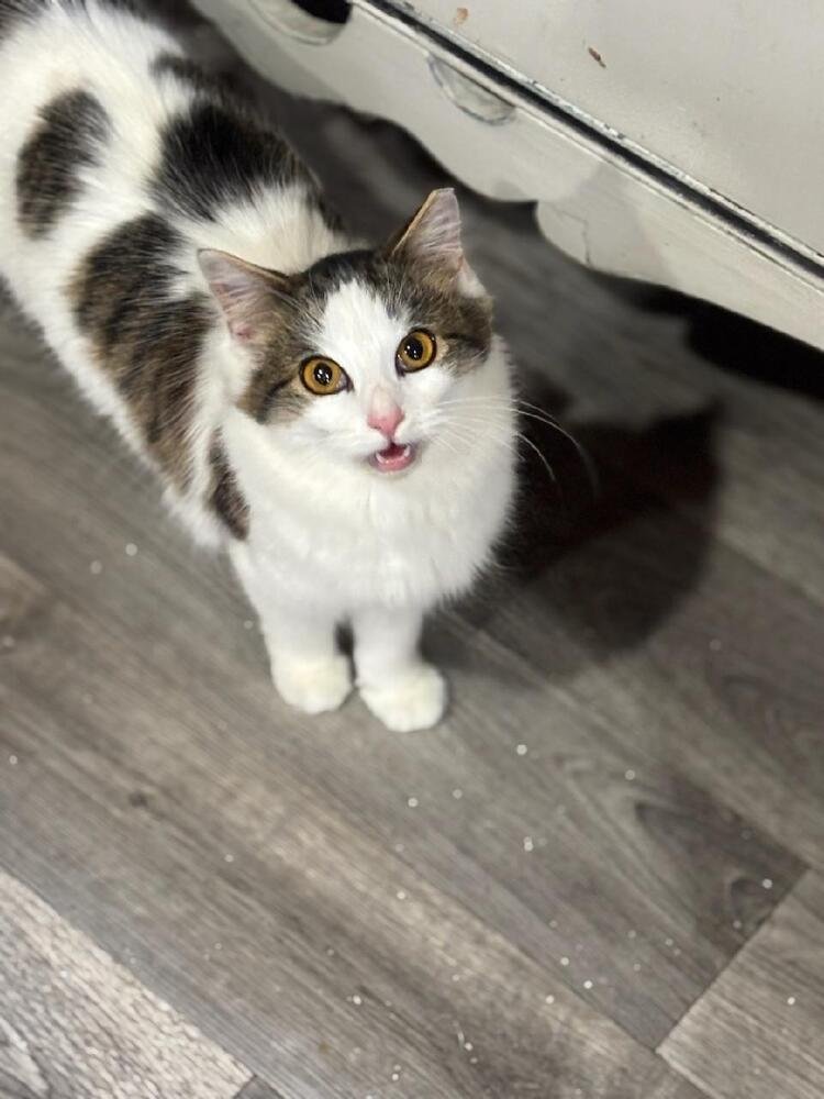 MISTY - Domestic Long Hair available for adoption